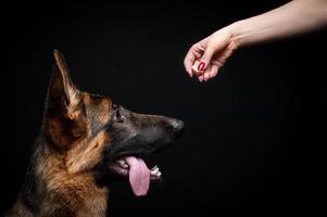 A woman feeds a German shepherd puppy from her hand. photo