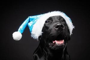 Portrait of a Labrador Retriever dog in a Santa hat, isolated on a black background. photo