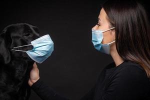 Portrait of a Labrador Retriever dog in a protective medical mask with a female owner. photo