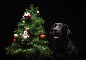 Portrait of a Labrador Retriever dog near the new year's green tree. photo