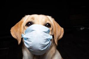 primer plano de un perro labrador retriever con una mascarilla médica. foto