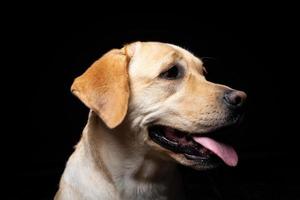 retrato de un perro labrador retriever sobre un fondo negro aislado. foto