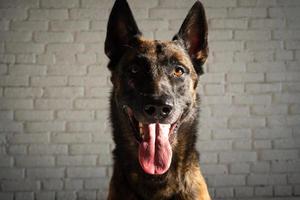 retrato de un perro pastor belga. foto