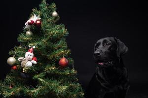Portrait of a Labrador Retriever dog near the new year's green tree. photo