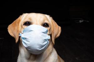 primer plano de un perro labrador retriever con una mascarilla médica. foto