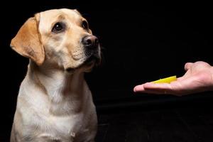 Portrait of a Labrador Retriever dog with a slice of Apple on its nose. photo