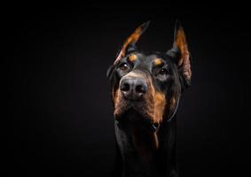 Portrait of a Doberman dog on an isolated black background. photo