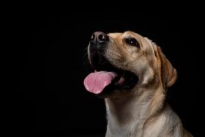 retrato de un perro labrador retriever sobre un fondo negro aislado. foto