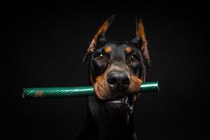 Portrait of a Doberman dog with a toy in its mouth, shot on an isolated black background. photo