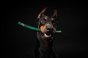 retrato de un perro doberman con un juguete en la boca, disparado sobre un fondo negro aislado. foto