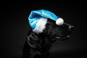 Portrait of a Labrador Retriever dog in a Santa hat, isolated on a black background. photo
