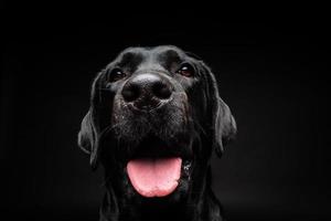 retrato de un perro labrador retriever sobre un fondo negro aislado. foto