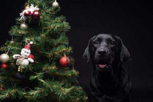 Portrait of a Labrador Retriever dog near the new year's green tree. photo