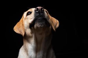 retrato de un perro labrador retriever sobre un fondo negro aislado. foto