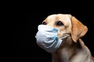 Close-up of a Labrador Retriever dog in a medical face mask. photo
