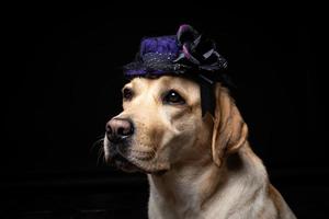 Close-up of a Labrador Retriever dog in a headdress. photo