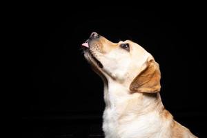 retrato de un perro labrador retriever sobre un fondo negro aislado. foto