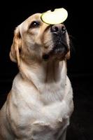 Portrait of a Labrador Retriever dog with a slice of Apple on its nose. photo