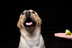 retrato de un perro labrador retriever con una rodaja de manzana en la nariz. foto