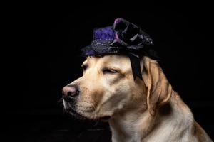 Close-up of a Labrador Retriever dog in a headdress. photo