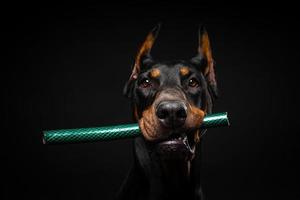 Portrait of a Doberman dog with a toy in its mouth, shot on an isolated black background. photo