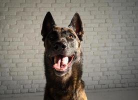 retrato de un perro pastor belga. foto