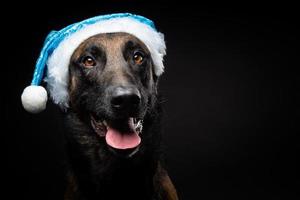 Portrait of a Shepherd dog in a Santa Claus hat, isolated on a black background. photo