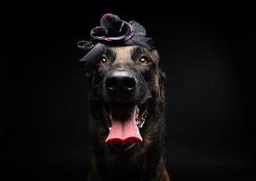 Portrait of a Belgian shepherd dog in a headdress. Carnival or Halloween. photo