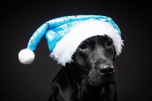 Portrait of a Labrador Retriever dog in a Santa hat, isolated on a black background. photo
