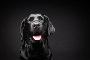 retrato de un perro labrador retriever sobre un fondo negro aislado. foto