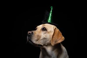 Close-up of a Labrador Retriever dog in a headdress. photo