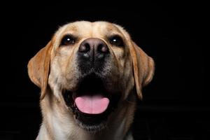 Portrait of a Labrador Retriever dog on an isolated black background. photo