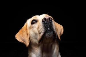 retrato de un perro labrador retriever sobre un fondo negro aislado. foto