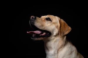 retrato de un perro labrador retriever sobre un fondo negro aislado. foto