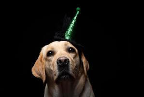 Close-up of a Labrador Retriever dog in a headdress. photo