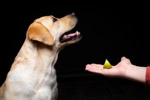 Portrait of a Labrador Retriever dog with a slice of Apple on its nose. photo