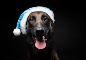 Portrait of a Shepherd dog in a Santa Claus hat, isolated on a black background. photo