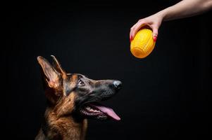 A woman with a German shepherd puppy yellow toy. photo
