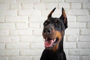 retrato de un perro doberman. foto