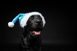 Portrait of a Labrador Retriever dog in a Santa hat, isolated on a black background. photo