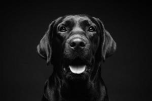 retrato de un perro labrador retriever sobre un fondo negro aislado. foto