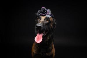 Portrait of a Belgian shepherd dog in a headdress. Carnival or Halloween. photo