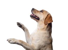 Portrait of a Labrador Retriever dog on an isolated white background. photo