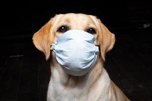 primer plano de un perro labrador retriever con una mascarilla médica. foto