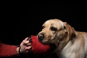 primer plano de un perro labrador retriever con un juguete y la mano del dueño. foto