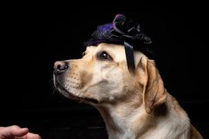 Close-up of a Labrador Retriever dog in a headdress. photo