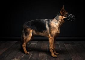 Portrait of a German shepherd in front of an isolated black background. photo