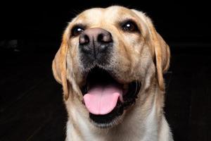 Portrait of a Labrador Retriever dog on an isolated black background. photo