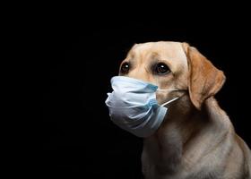 primer plano de un perro labrador retriever con una mascarilla médica. foto