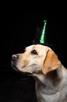 Close-up of a Labrador Retriever dog in a headdress. photo